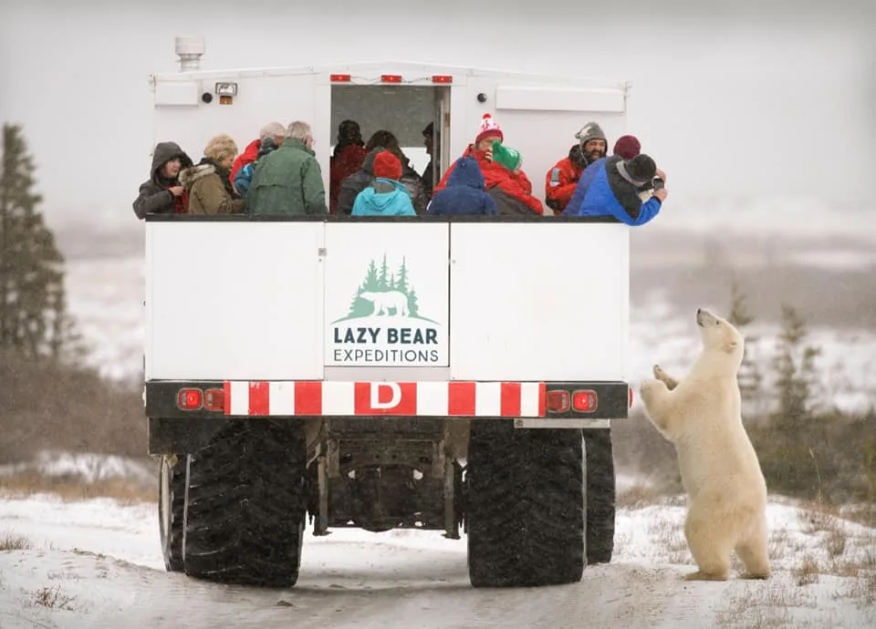 Canada - Avventura tra gli orsi polari