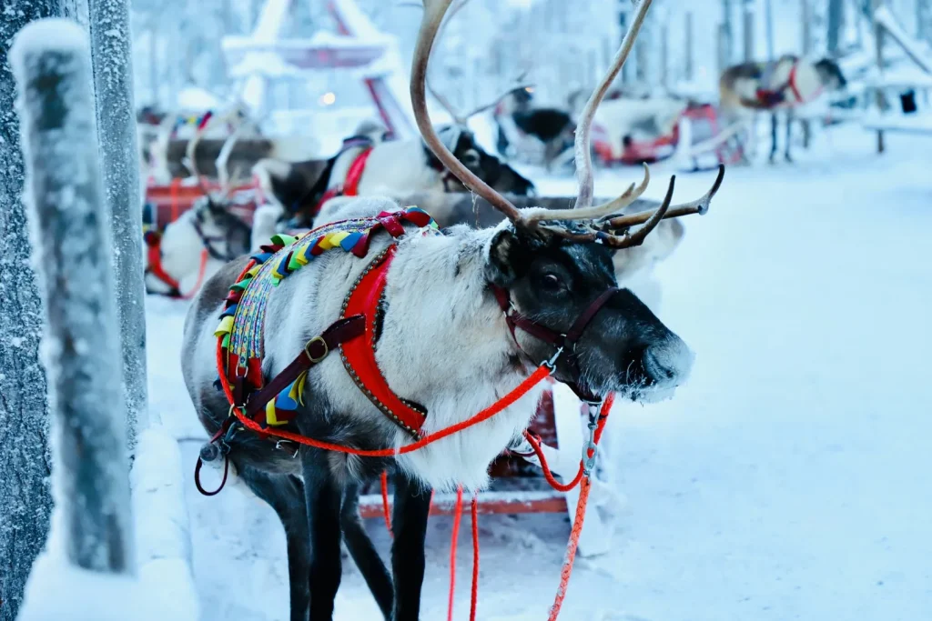 Finlandia - Helsinki e la Lapponia finlandese
