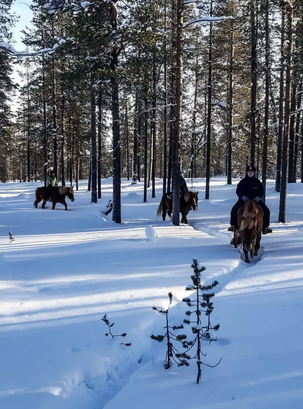 Finlandia – 7 giorni di aurora all’Aurora Village