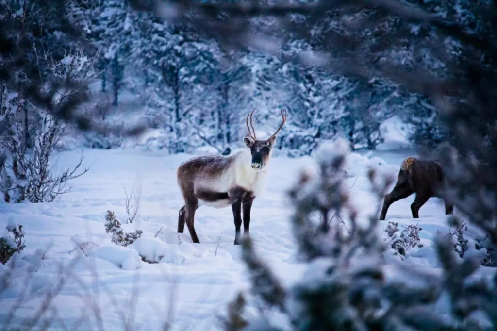 Svezia – Stoccolma e la Lapponia Svedese