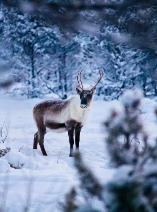 Svezia – Stoccolma e la Lapponia Svedese
