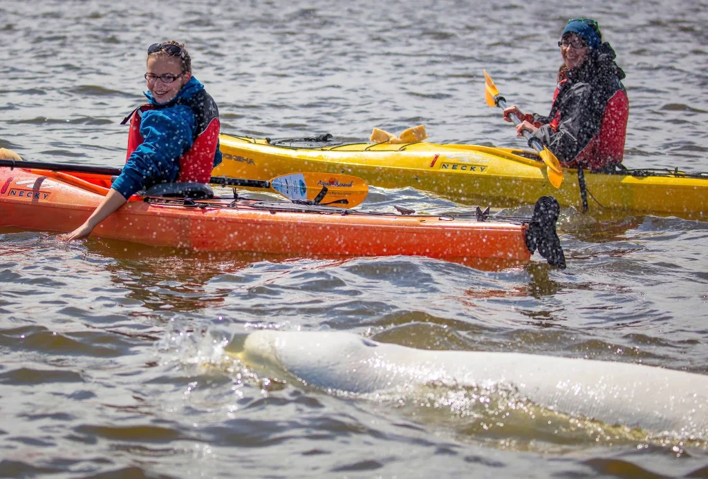 Canada - Orsi polari & beluga - Safari in jetboat
