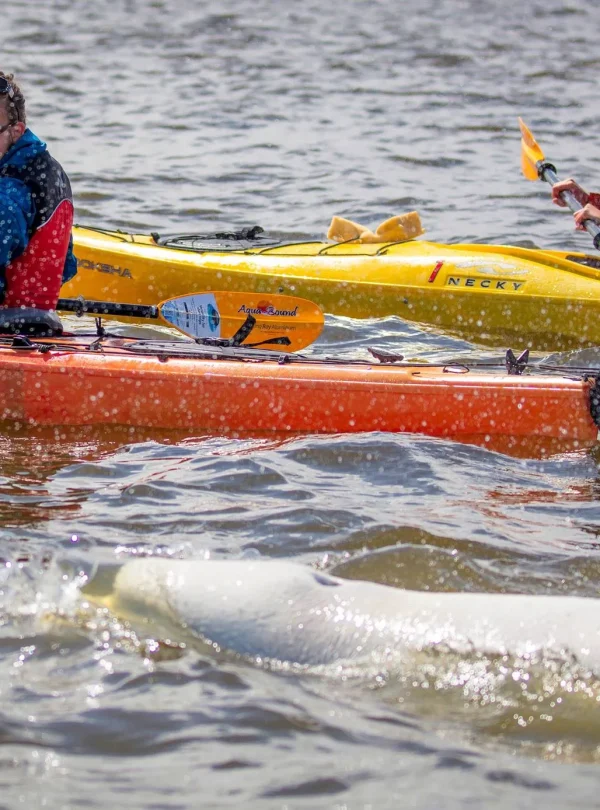 Canada - Orsi polari & beluga - Safari in jetboat