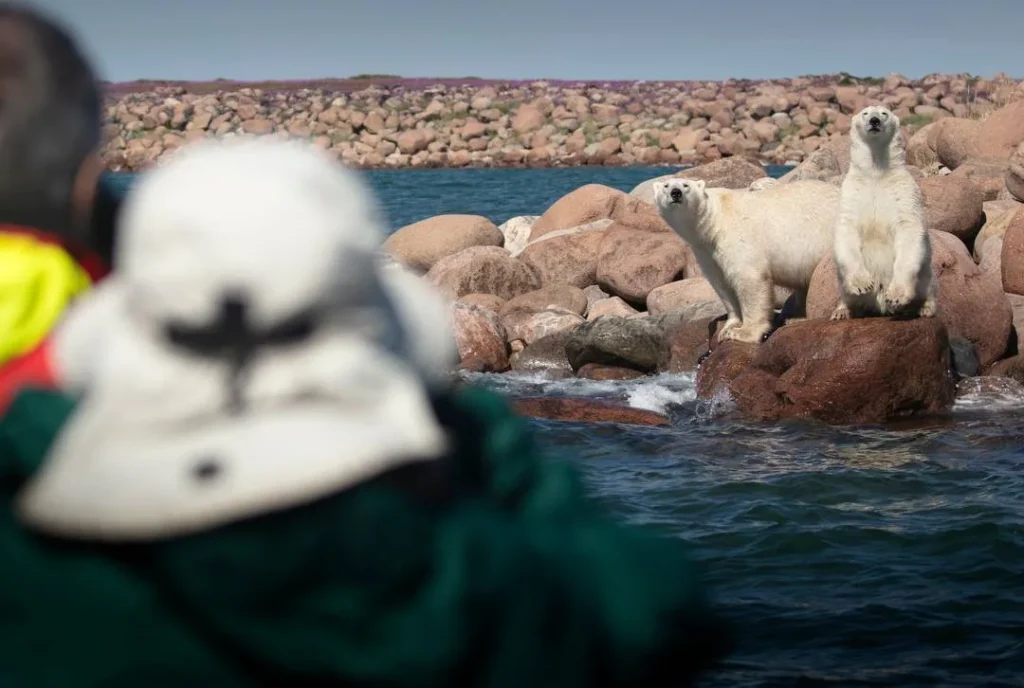 Canada - Orsi polari & beluga - Safari in jetboat