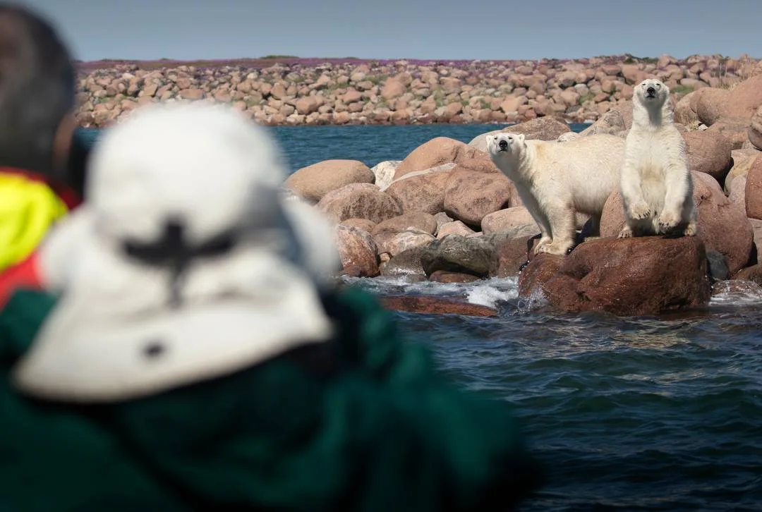 Canada - Orsi polari & beluga - Safari in jetboat