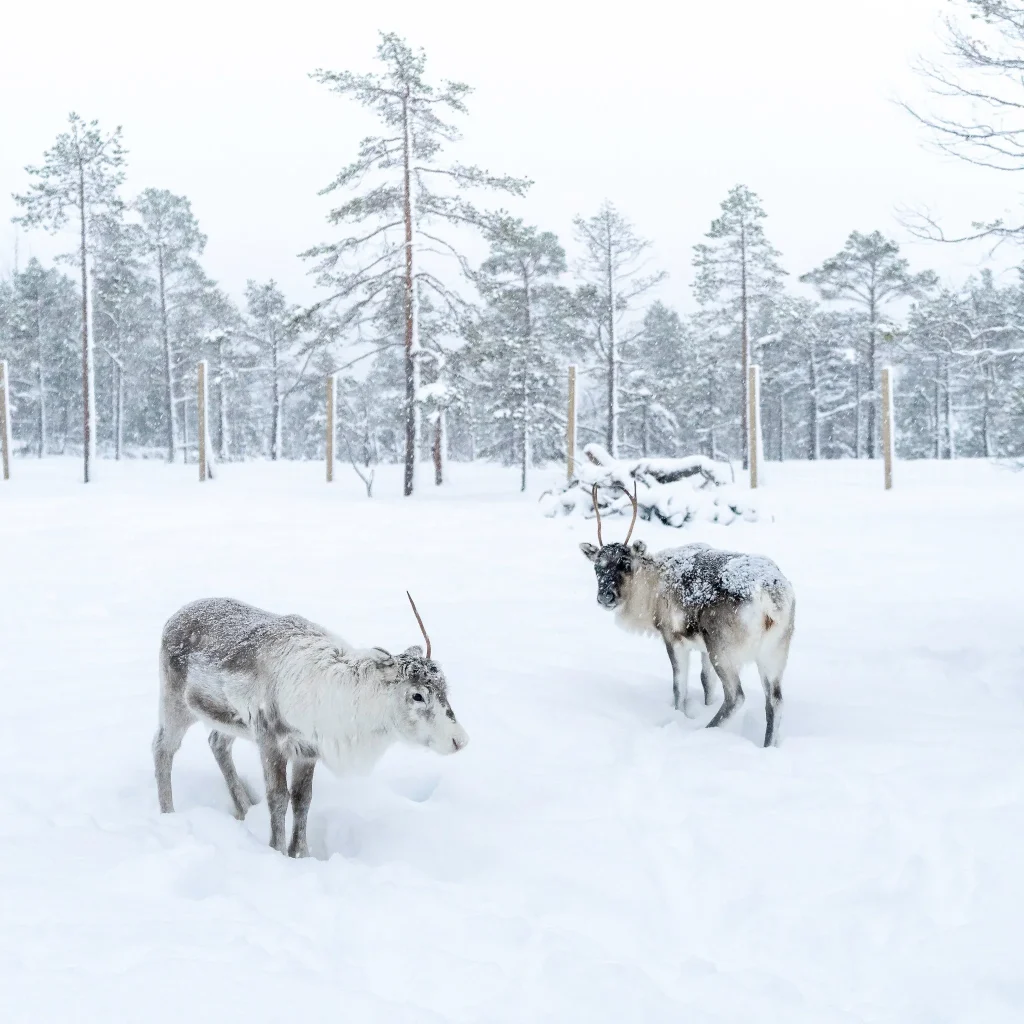 Norvegia – Malangen, magia d’inverno