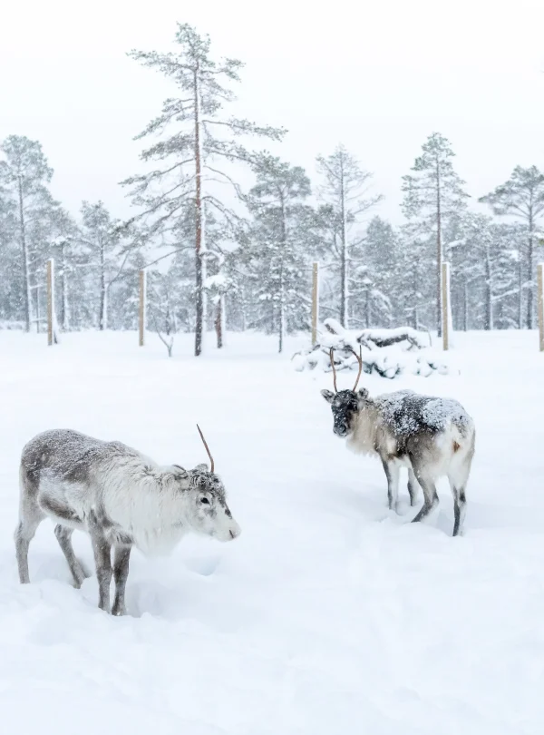 Norvegia – Malangen, magia d’inverno