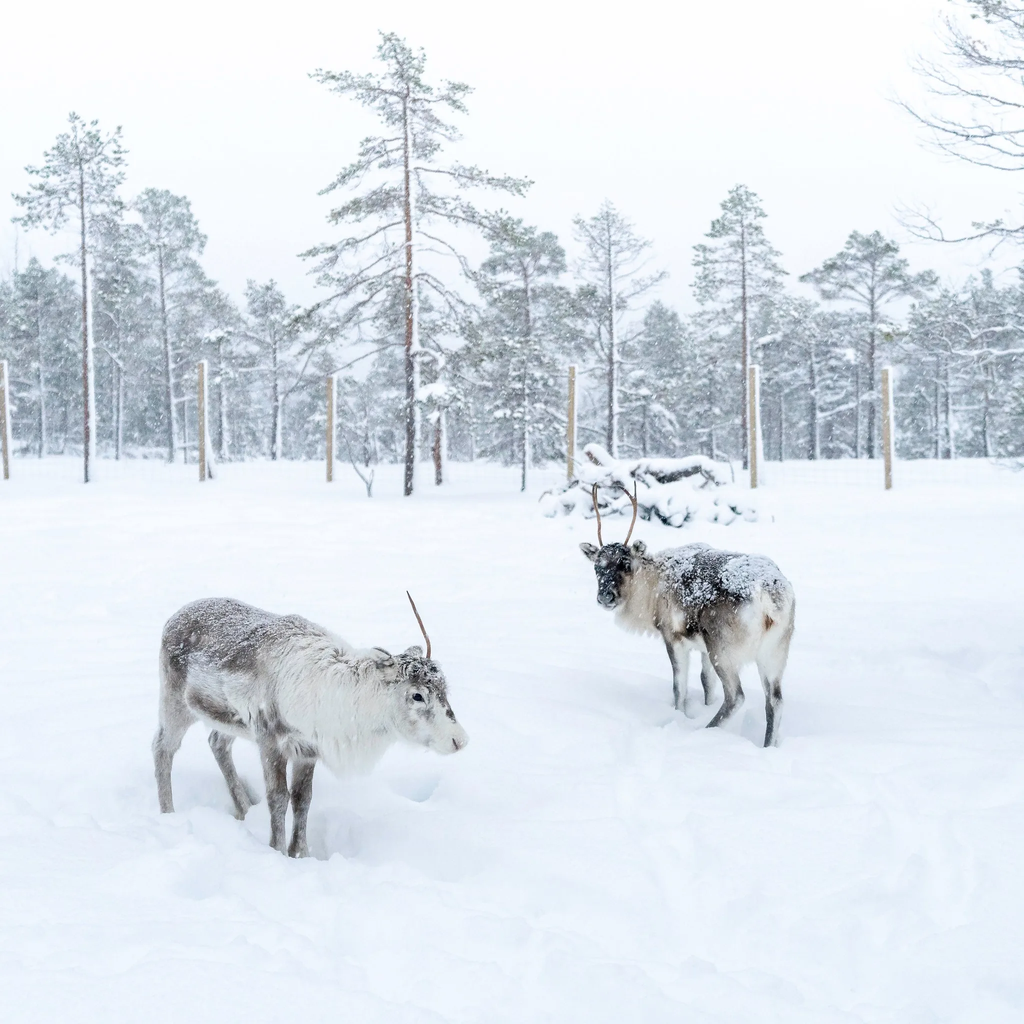 Norvegia – Malangen, magia d’inverno