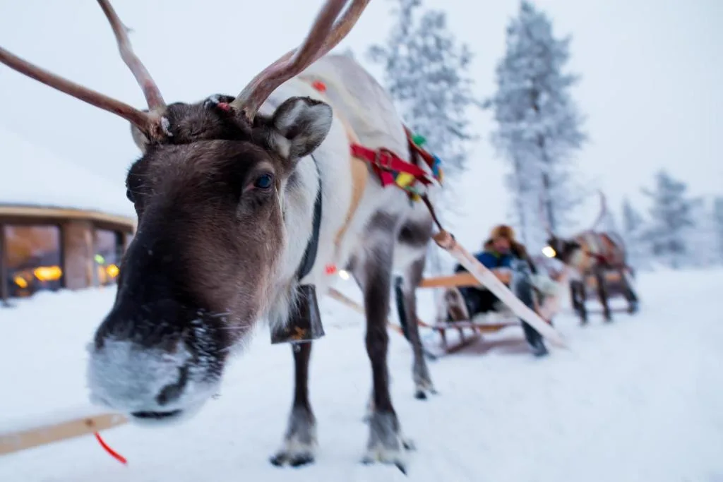 Finlandia - Il meglio della Lapponia in 6 giorni