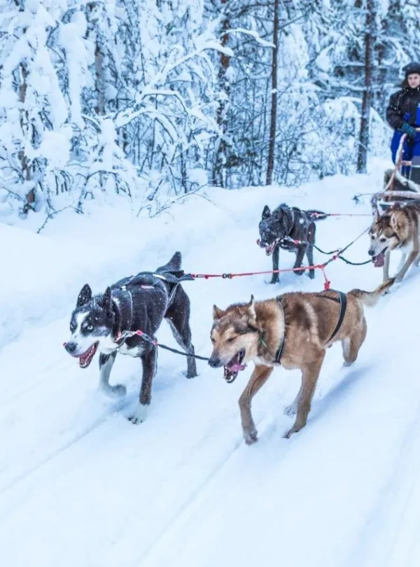 Finlandia – Beana Laponia Luxury Break