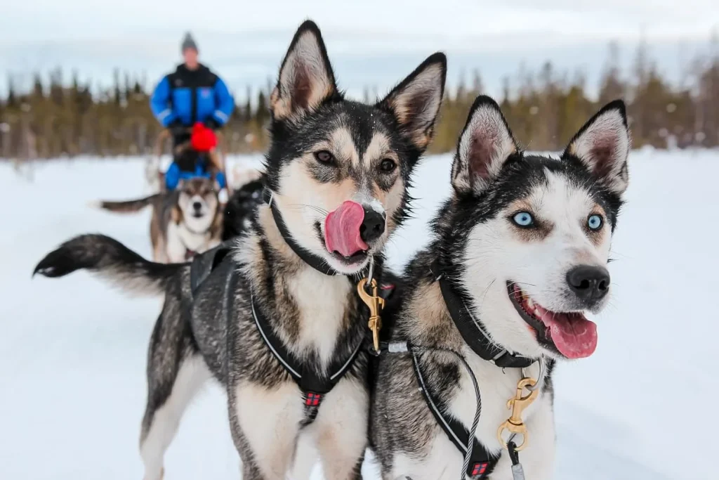 Finlandia - Esperienza artica a Rovaniemi