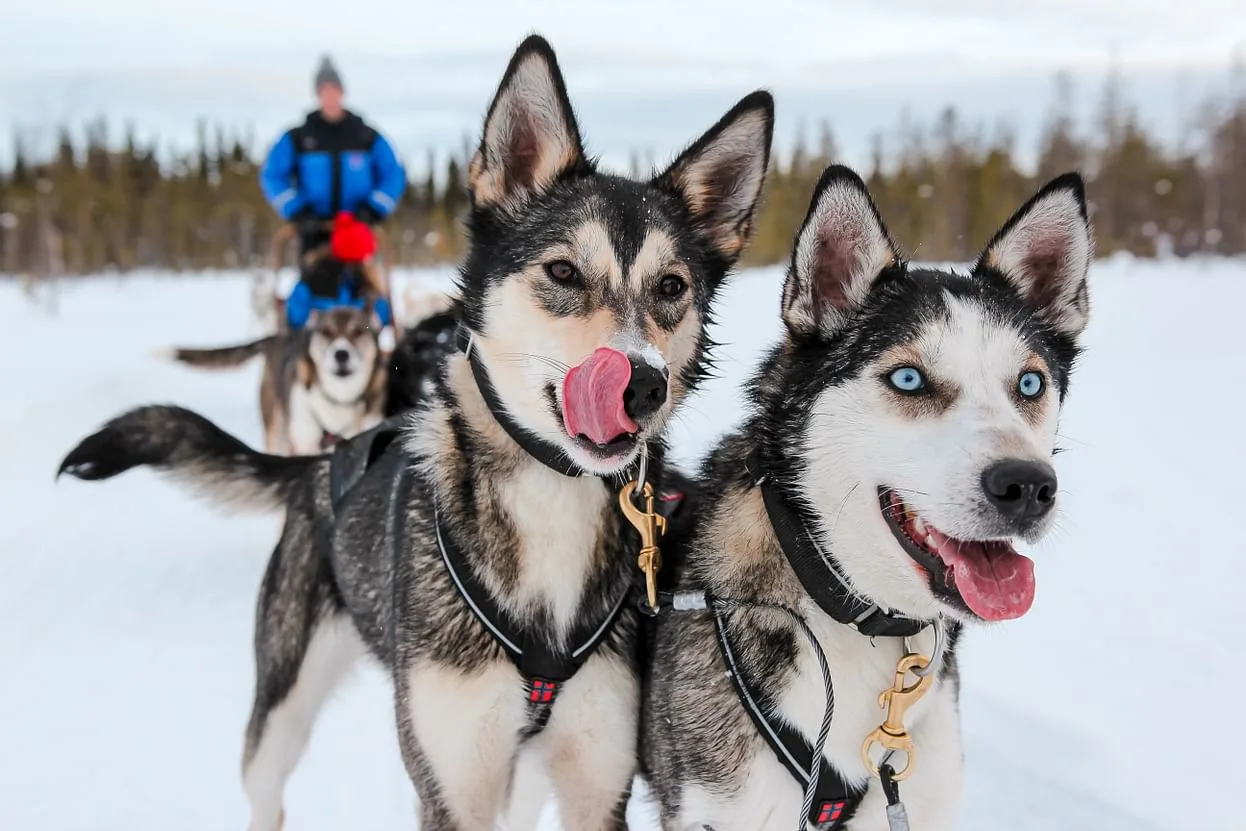 Finlandia - Esperienza artica a Rovaniemi