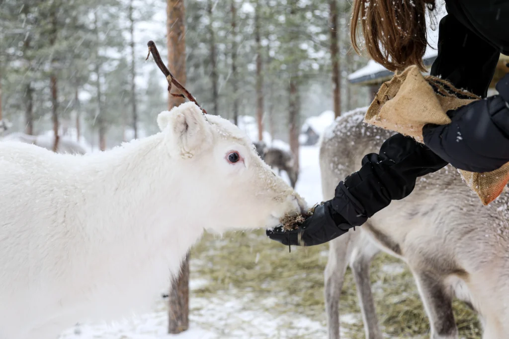 Finlandia – 7 giorni di aurora all’Aurora Village