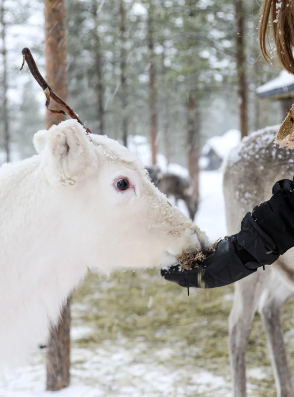 Finlandia – 7 giorni di aurora all’Aurora Village