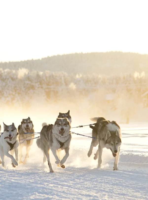 Finlandia - Viaggio di nozze in Lapponia finlandese