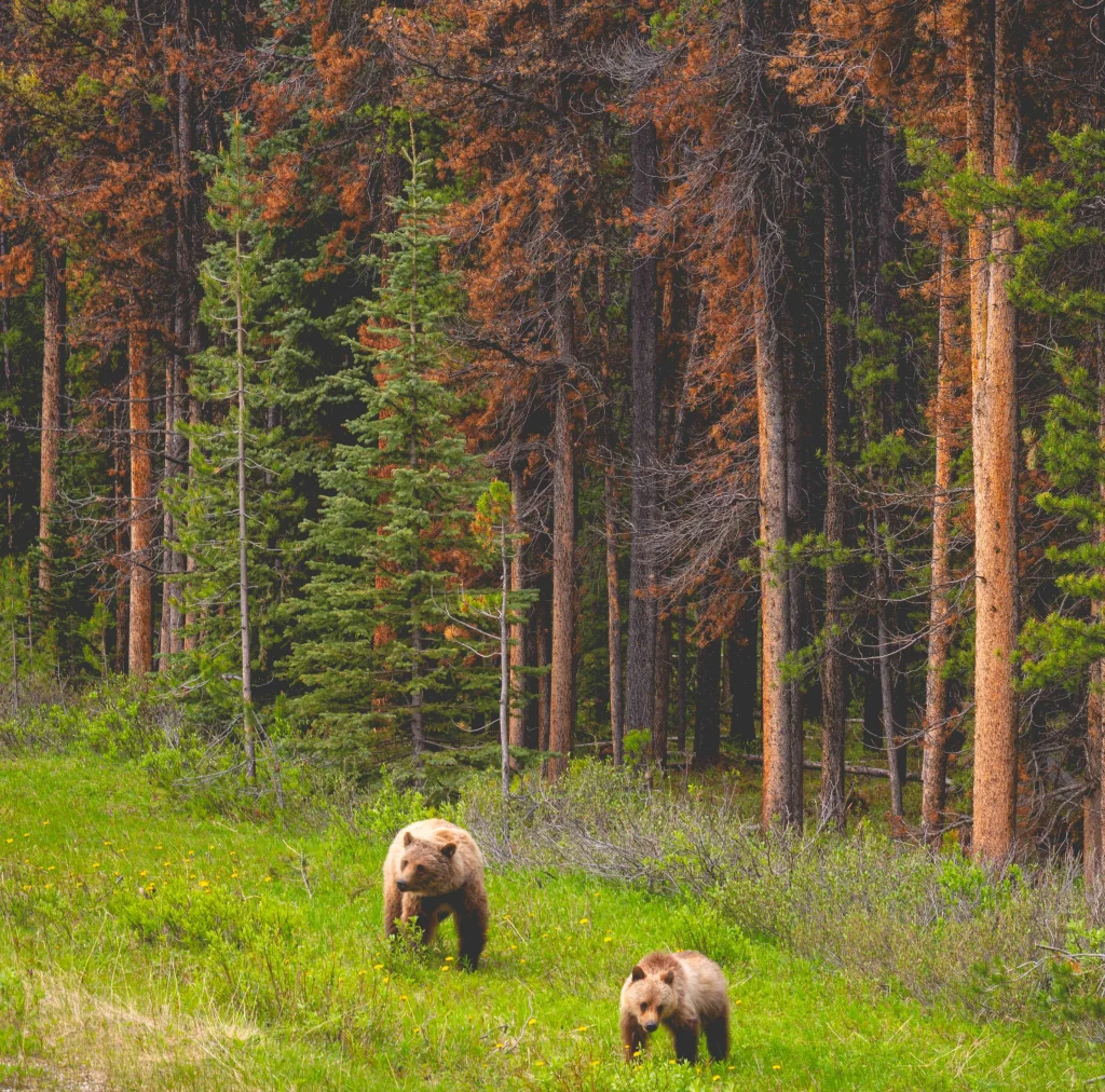 Canada – Le Montagne Rocciose fuori dai sentieri battuti