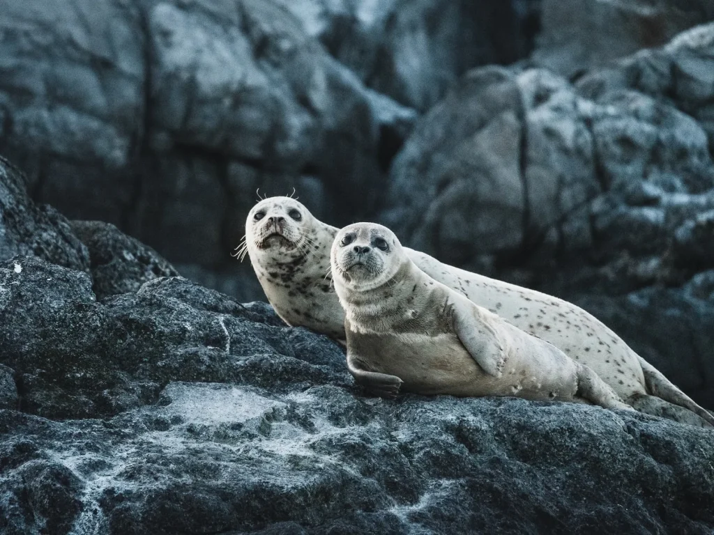 Canada - L'incredibile natura di Vancouver Island