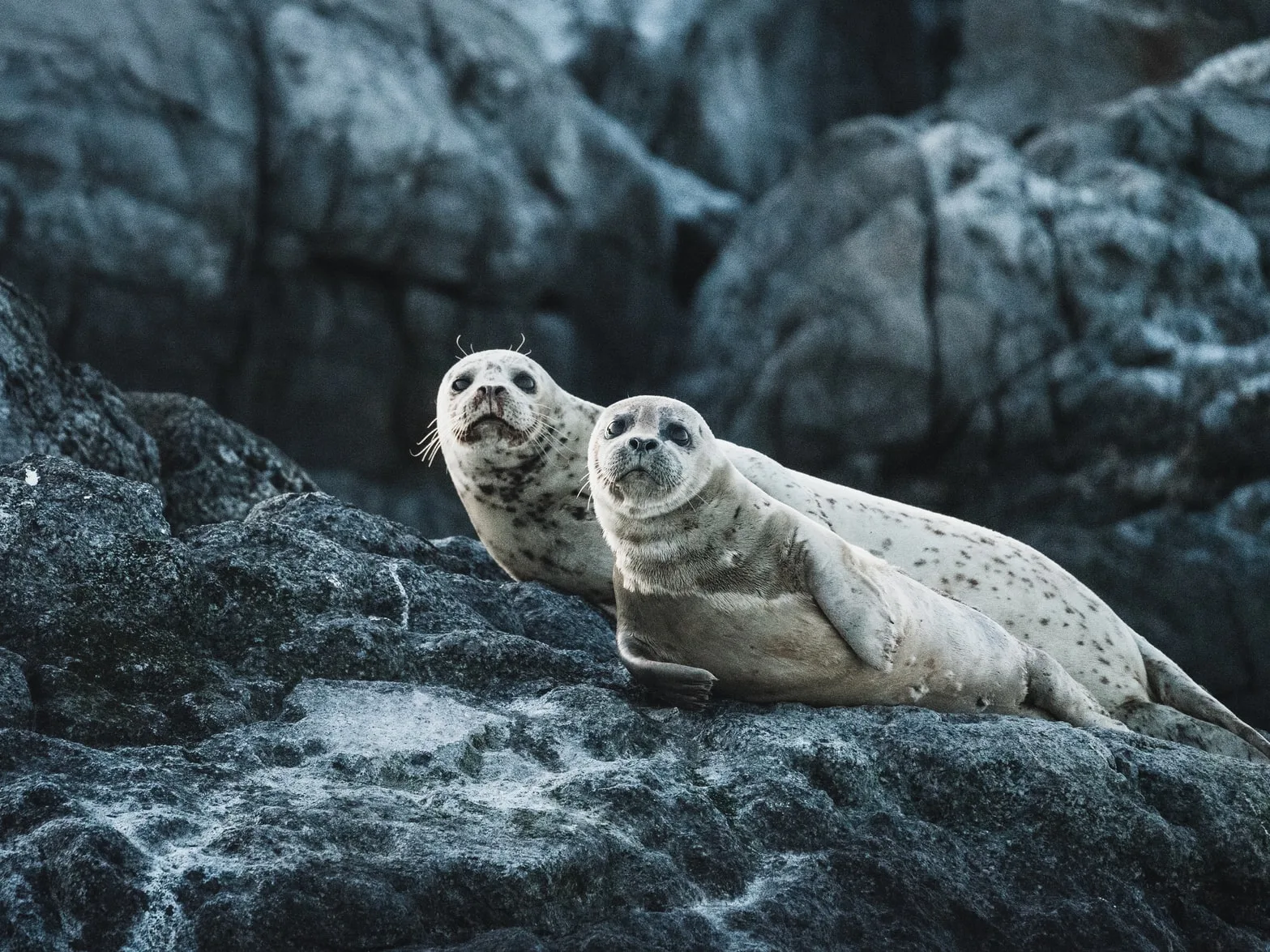 Canada - L'incredibile natura di Vancouver Island