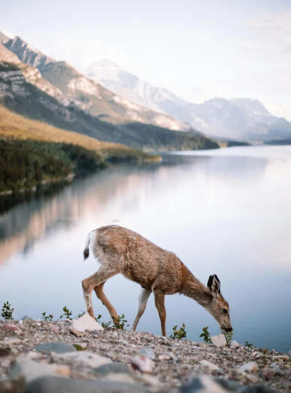 Canada – Le Montagne Rocciose fuori dai sentieri battuti