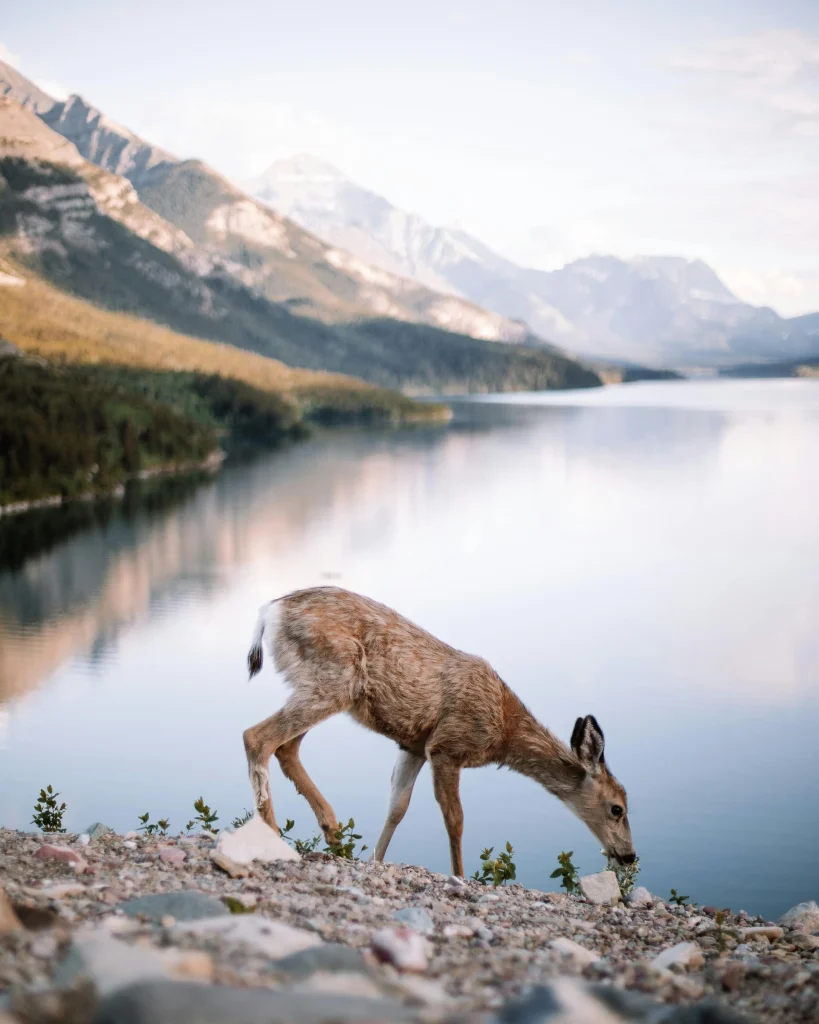Canada – Le Montagne Rocciose fuori dai sentieri battuti
