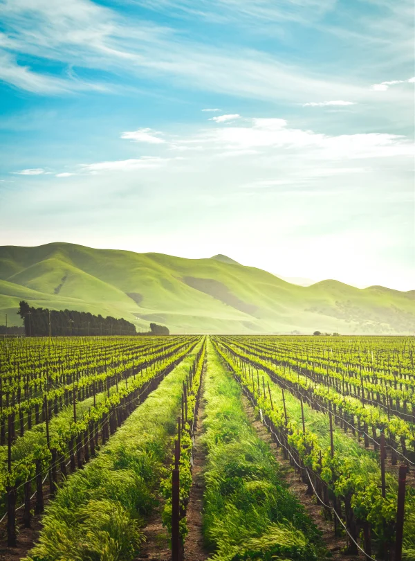 USA – La California e i vigneti