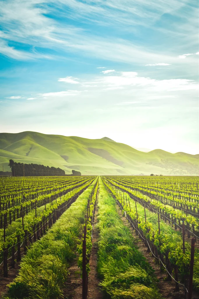 USA – La California e i vigneti