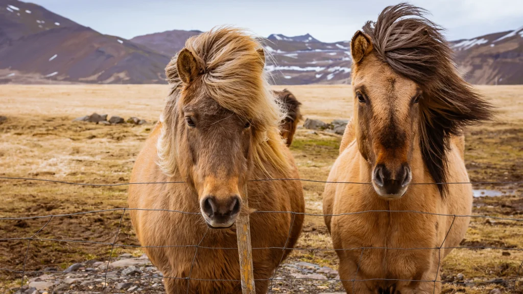 Islanda – Iceland Luxury Escape: luna di miele in Islanda