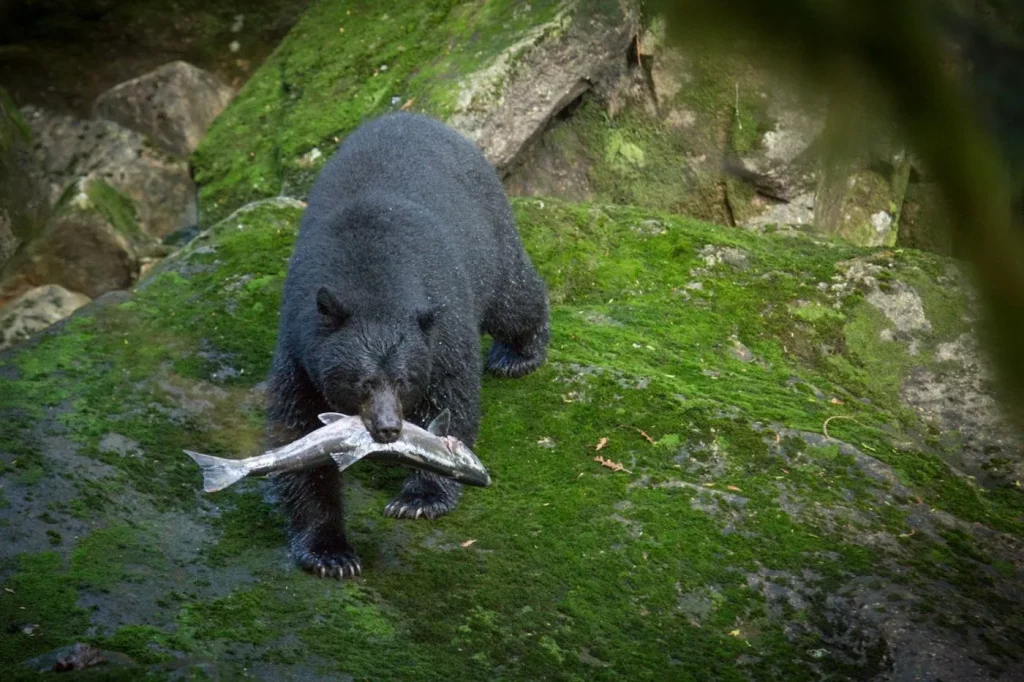 Spirit Bear Lodge