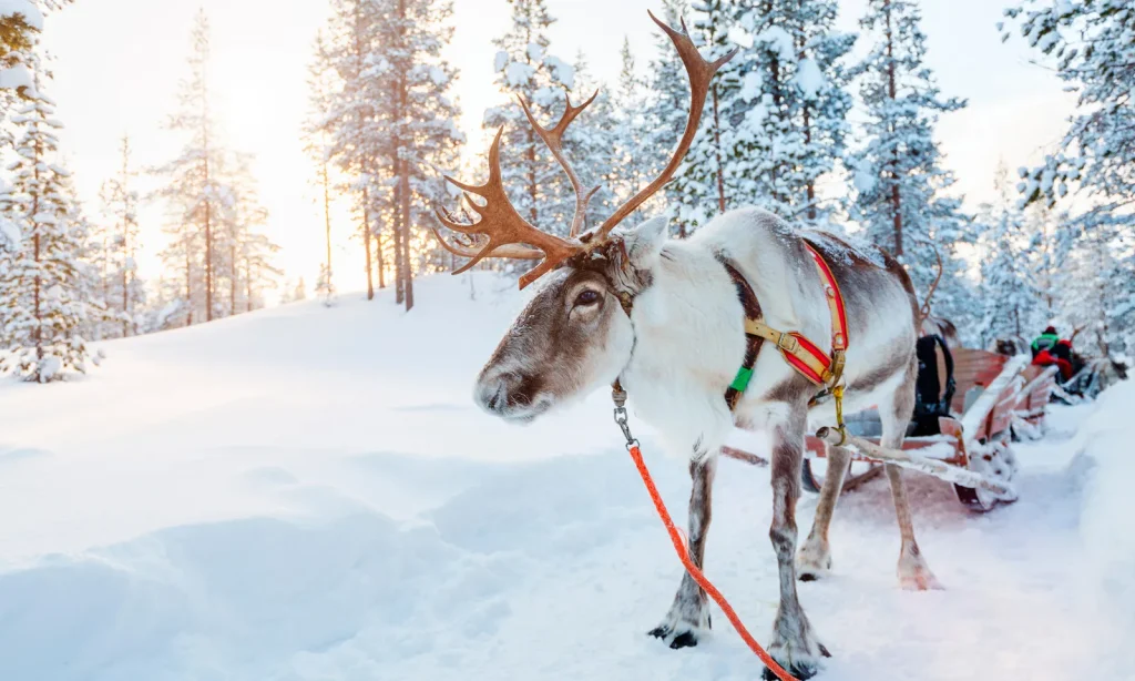 Finlandia – Beana Laponia Luxury Break