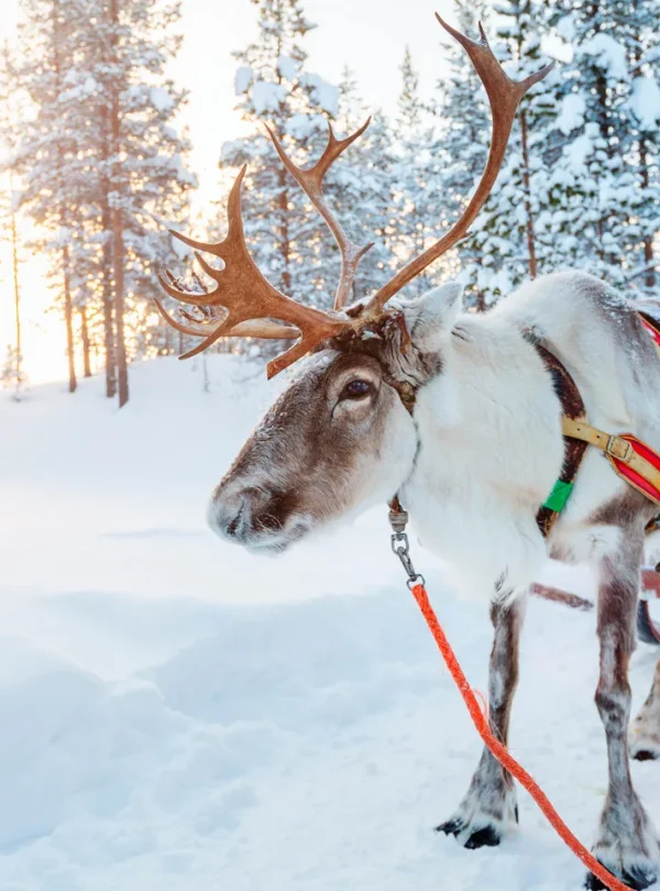 Finlandia – Beana Laponia Luxury Break