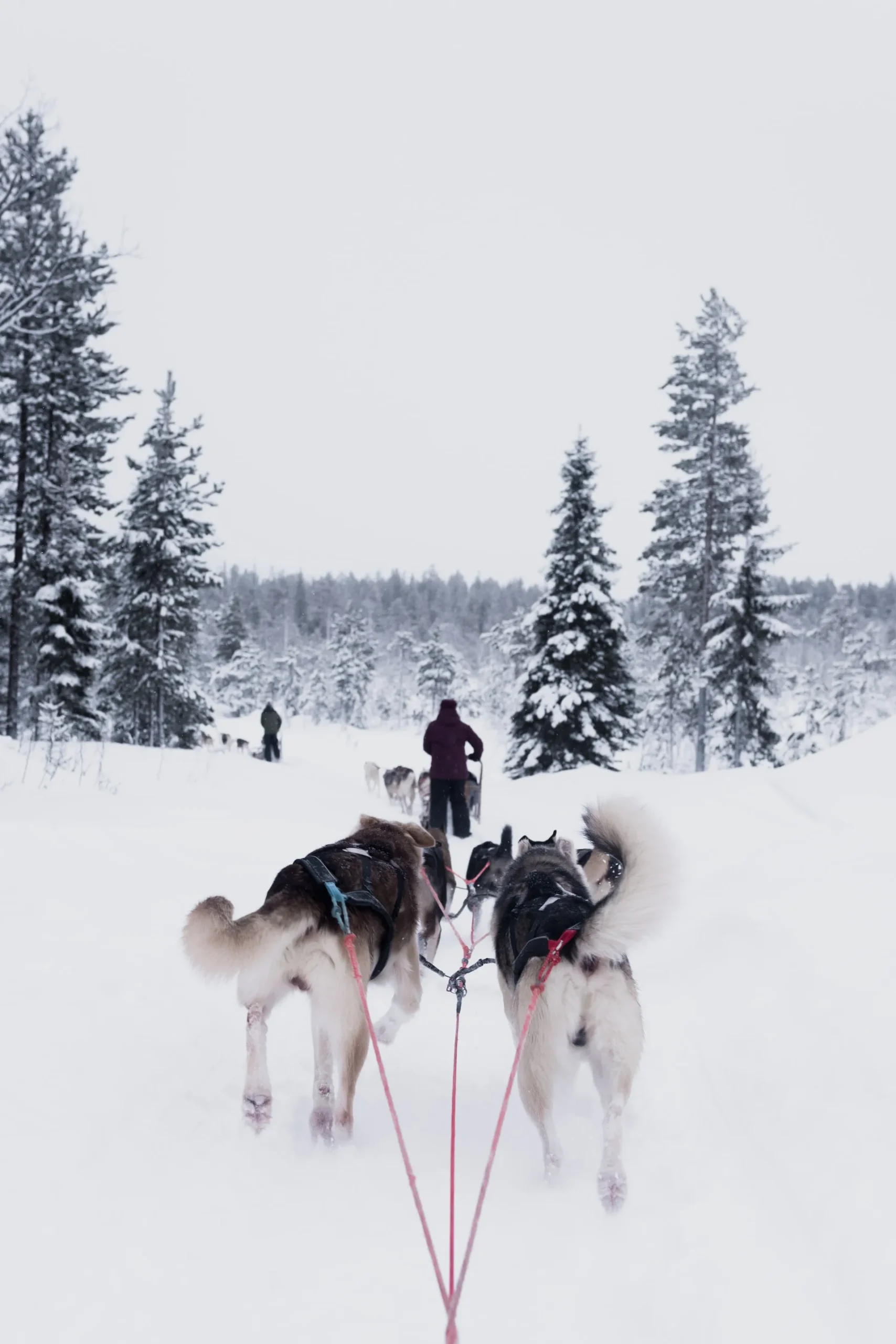 Finlandia e Norvegia - Avventure nordiche e aurora boreale