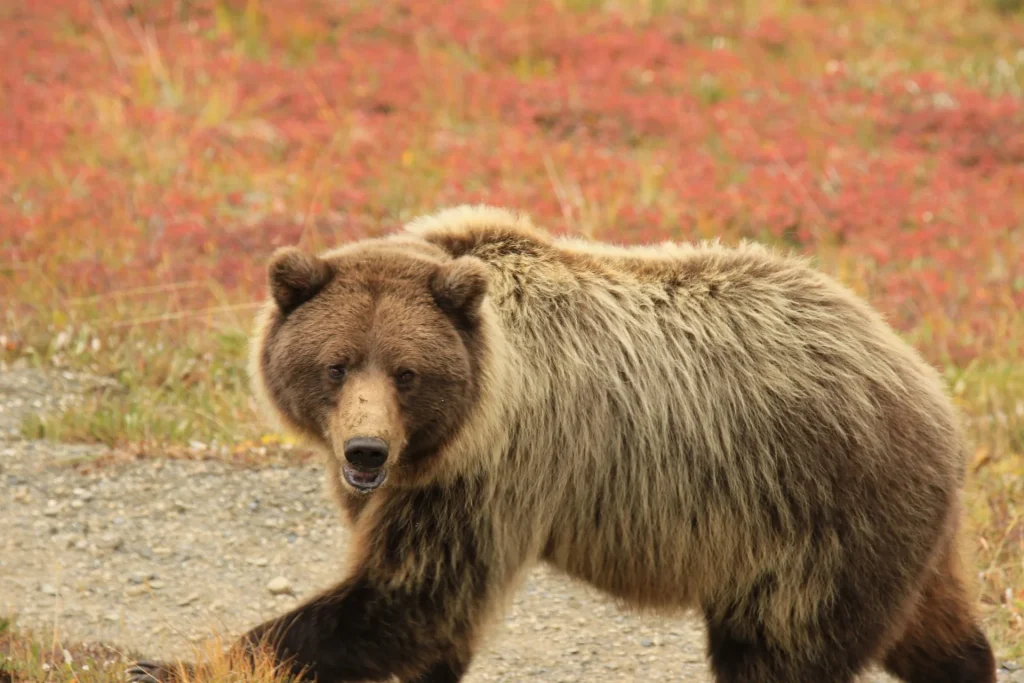 Alaska - Denali e Kenai Fjords in self drive