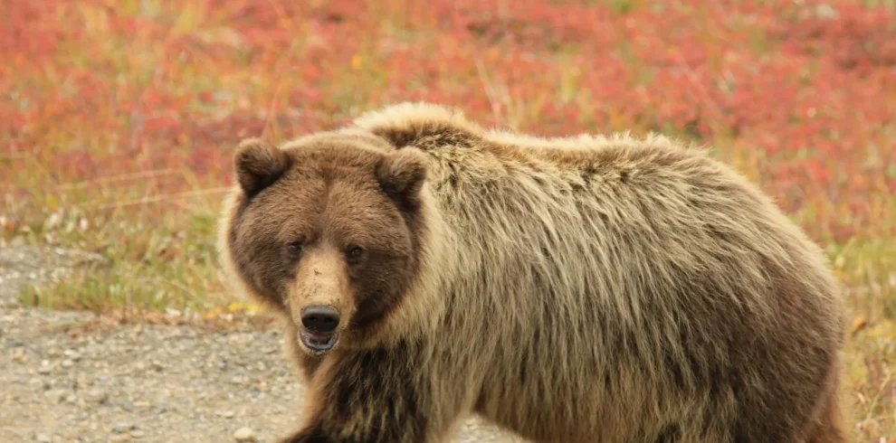 Alaska - Denali e Kenai Fjords in self drive