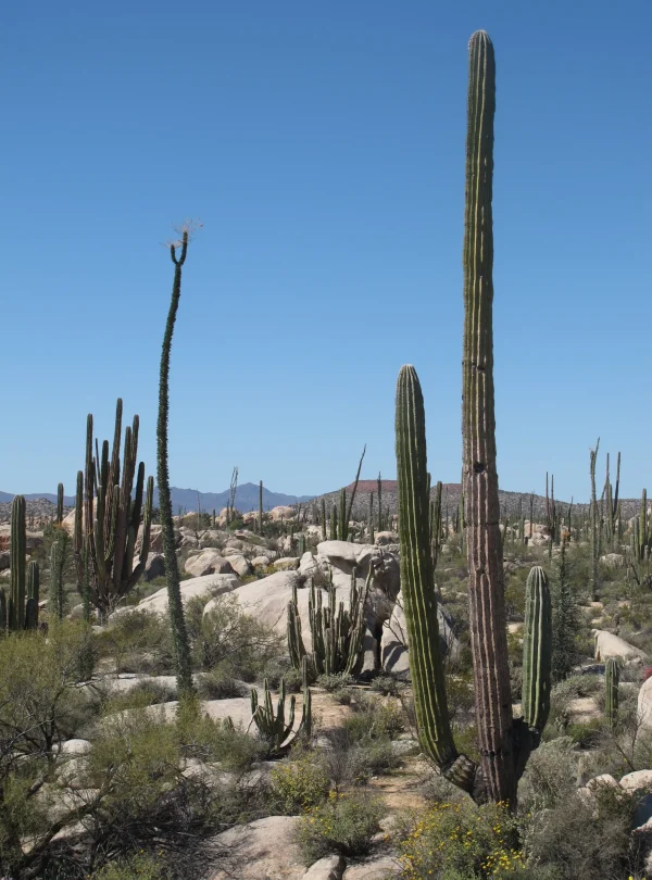 Baja California - Baja California del Sud