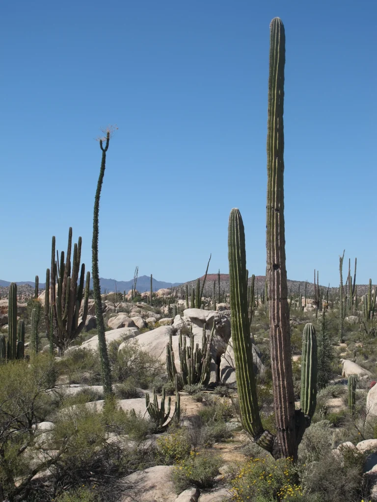 Baja California - Baja California del Sud