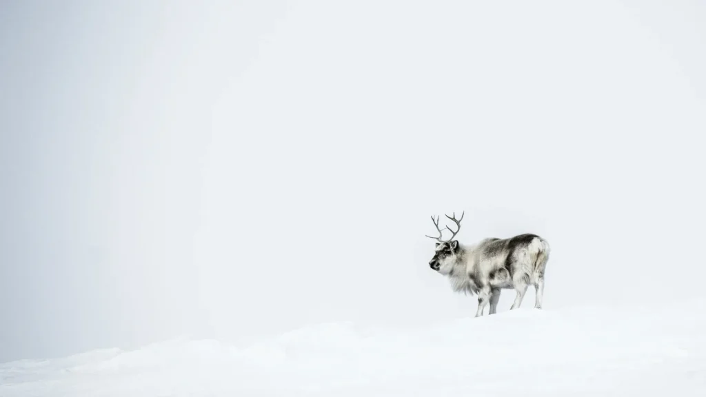 Svalbard – Fuga polare alle Svalbard