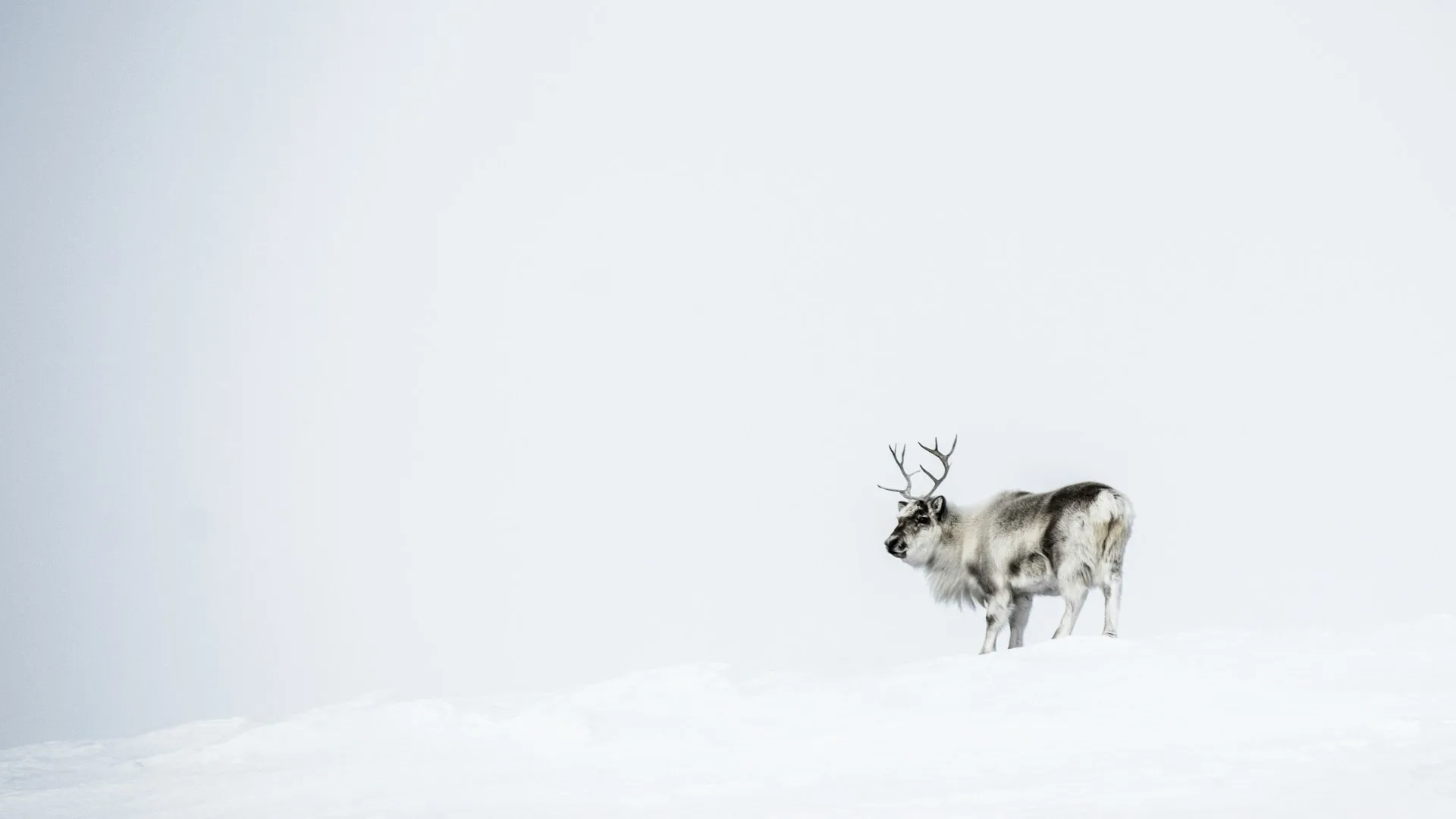 Svalbard – Fuga polare alle Svalbard