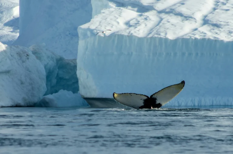 Groenlandia – Avventura a nord e a sud dell’Icefjord di Ilulissat