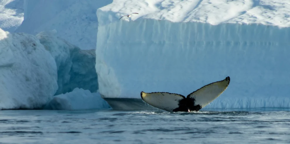Groenlandia – Avventura a nord e a sud dell’Icefjord di Ilulissat