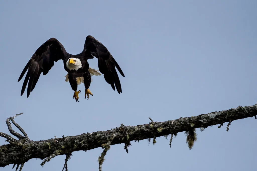 Canada – Haida Gwaii e la selvaggia costa occidentale