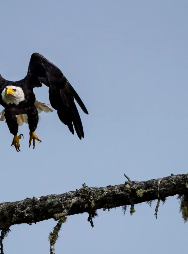 Canada – Haida Gwaii e la selvaggia costa occidentale