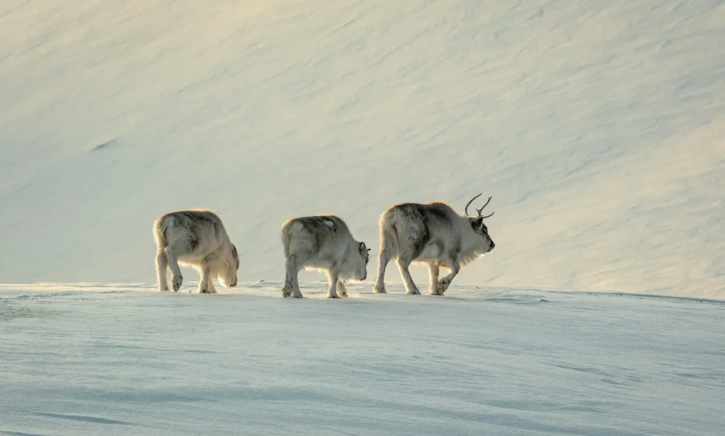Svalbard – Fuga polare alle Svalbard