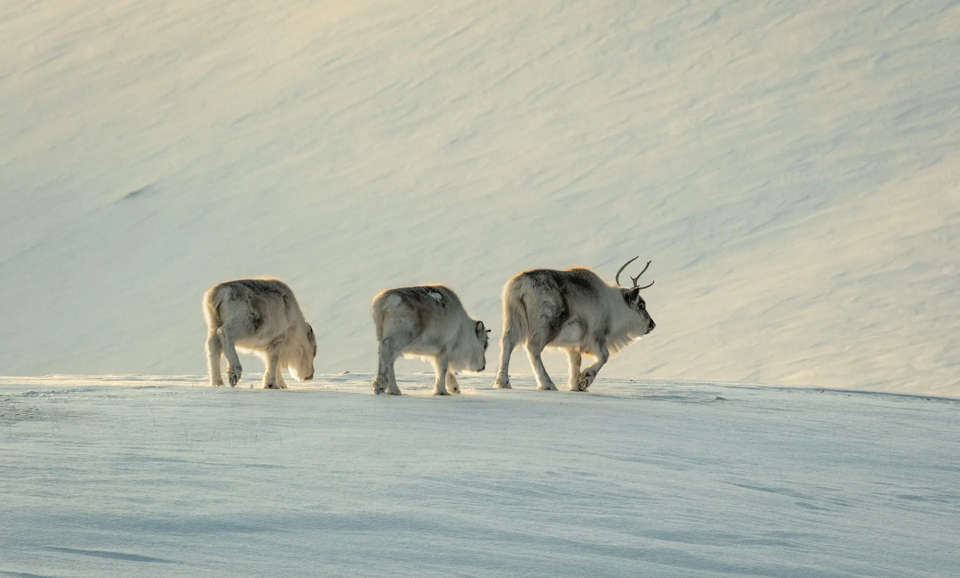 Svalbard – Fuga polare alle Svalbard