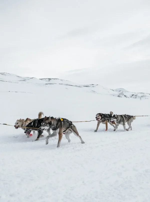 Svalbard – Fuga polare alle Svalbard