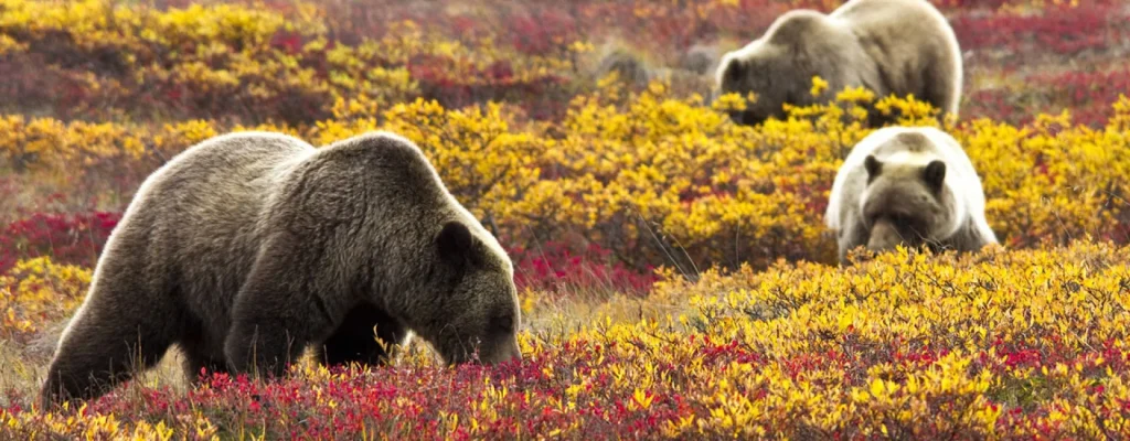Alaska - Nel cuore di Denali in treno