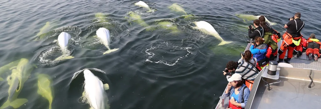 Canada - Orsi polari & beluga - Safari in jetboat
