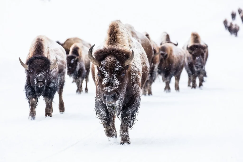 USA - Escursionismo d'inverno nello Yellowstone