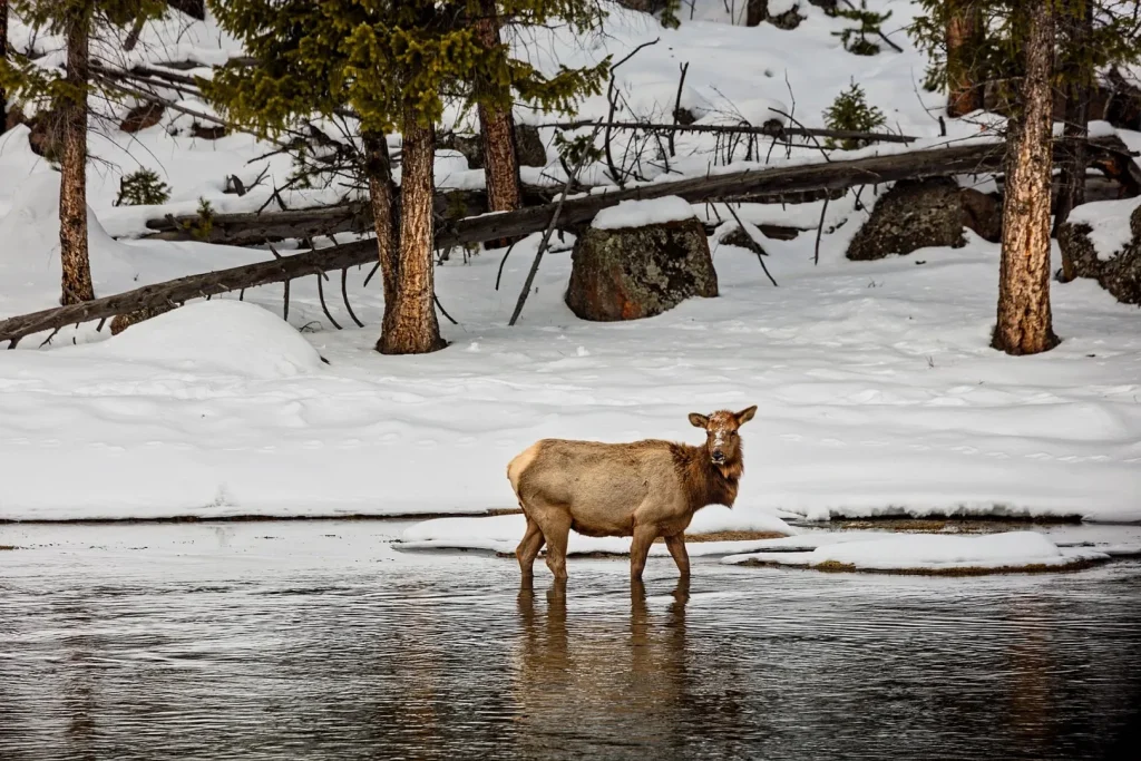 USA - Escursionismo d'inverno nello Yellowstone
