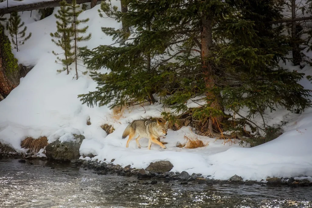USA - Escursionismo d'inverno nello Yellowstone