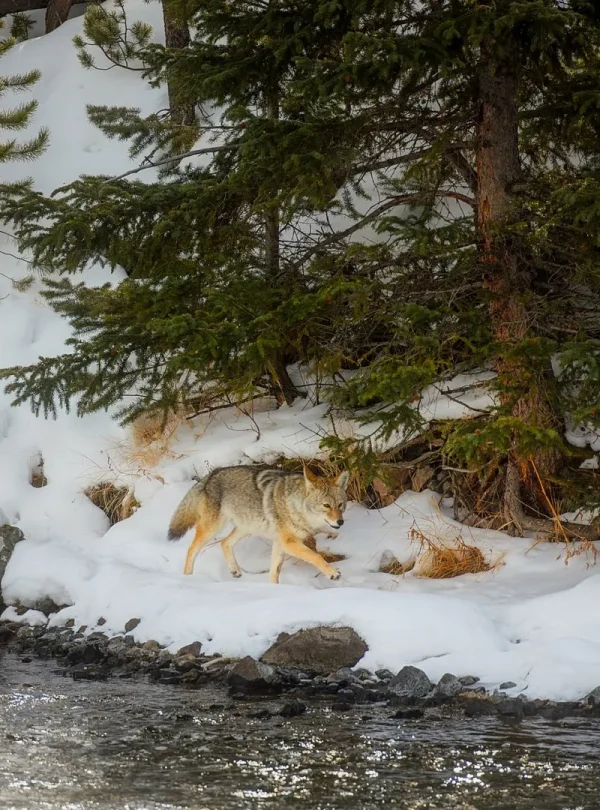 USA - Escursionismo d'inverno nello Yellowstone